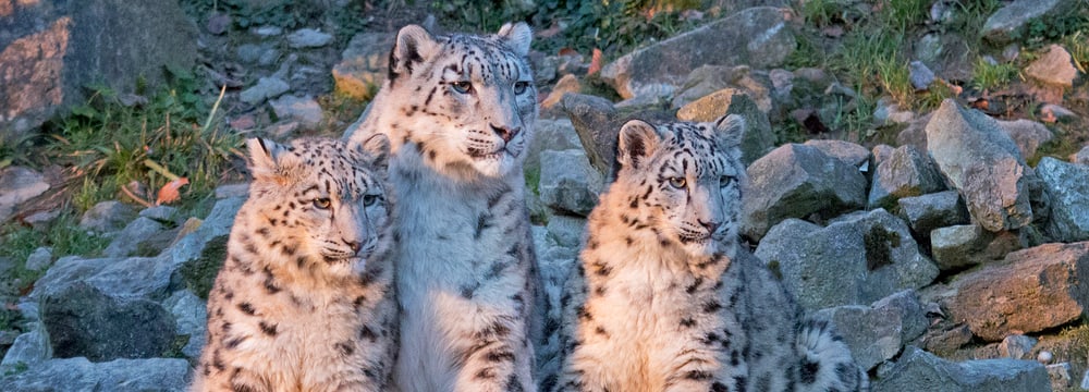 Foto: Zoo Zürich, Peter Bolliger Schneeleoparden im Zoo Zürich