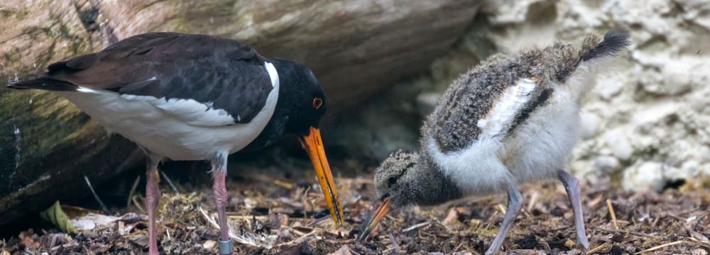 Austernfischer mit Jungtier im Zoo Zürich