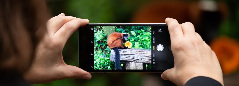 Eine Person fotografiert mit einem Smartphone einen Roten Vari im Masoala Regenwald des Zoo Zürich.