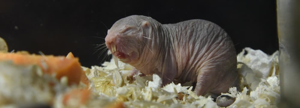 Foto: Zoo Zürich, Robert Zingg Nacktmull.
