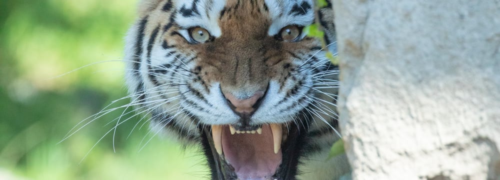 Amurtigerin Irina im Zoo Zürich.