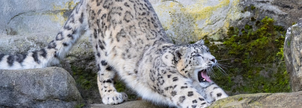 Schneeleopard im Zoo Zürich Yoga im Zoo Schneeleopard