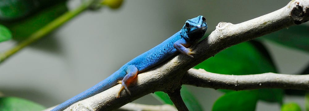 Foto: Zoo Zürich, Samuel Furrer Türkisblauer Zwerggecko im Zoo Zürich.