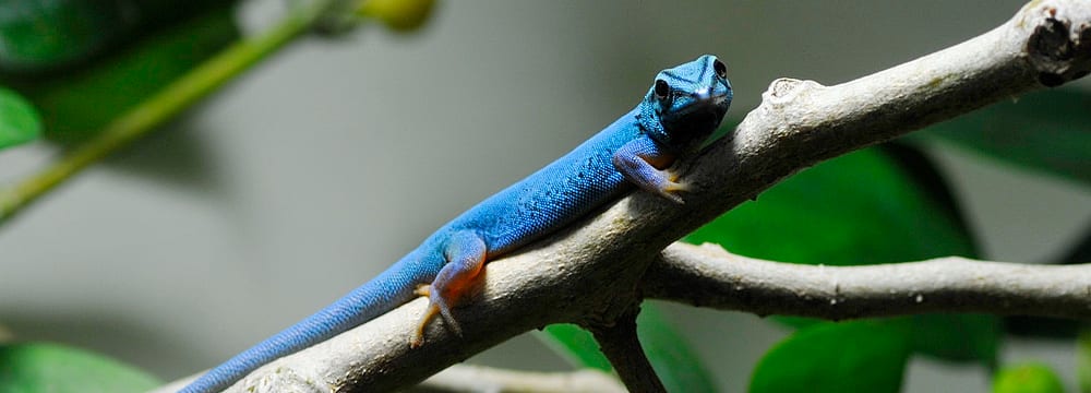 Türkisblauer Zwerggecko im Zoo Zürich.