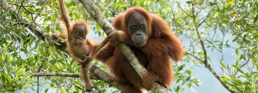 Wiederausgewilderter Sumatra-Orang-Utan mit Nachwuchs.