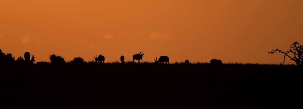 Photo: Zurich Zoo, Martin Bauert Sunset at Lewa Wildlife Conservancy