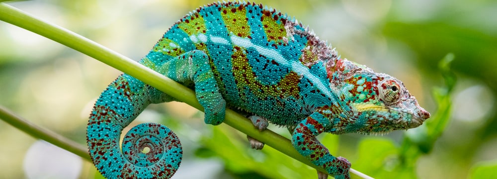 Pantherchamäleon Masoala Regenwald Tobias Kramer