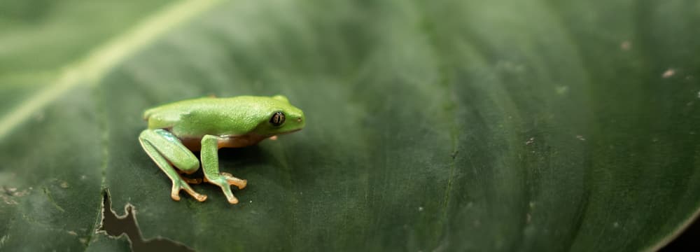 Orangeaugen-Laubfrosch in der Forschungsstation des Zoo Zürich.