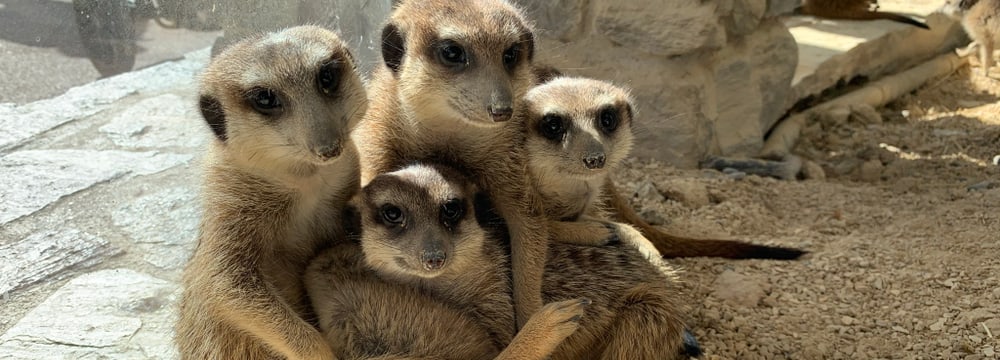 Foto: Zoo Zürich, Nicole Schnyder Erdmännchen in der Lewa Savanne des Zoo Zürich.