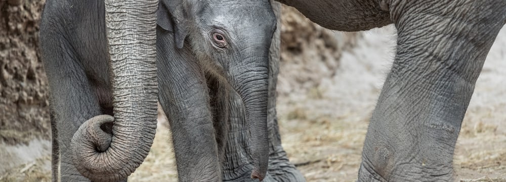 Foto: Zoo Zürich, Edi Day Elefantenbaby Ruwani im Zoo Zürich