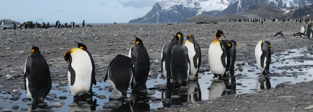 Königspinguine in der Antarktis