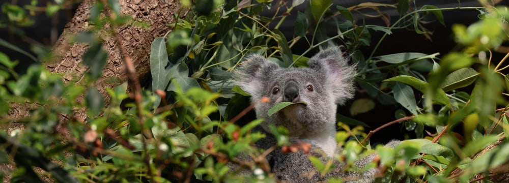 Koala im Zoo Zürich.