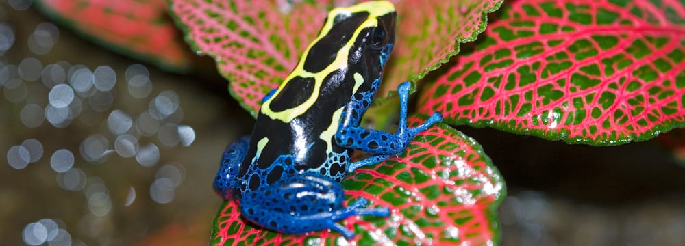 Foto: Zoo Zürich, Enzo Franchini Färberfrosch im Zoo Zürich.
