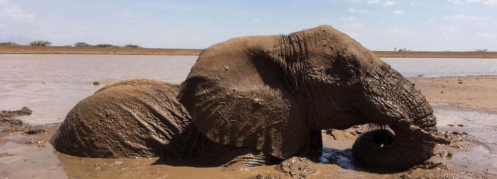 Foto: Northern Rangelands Trust Lewa_Elefantenrettung
