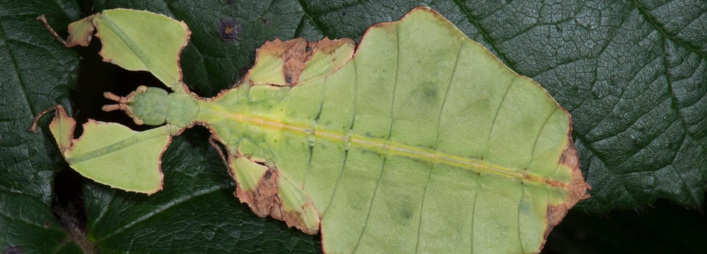 Wandelndes Blatt im Zoo Zürich. 