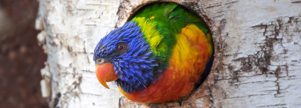 Regenbogenlori schaut aus Bruthöhle im Zoo Zürich.