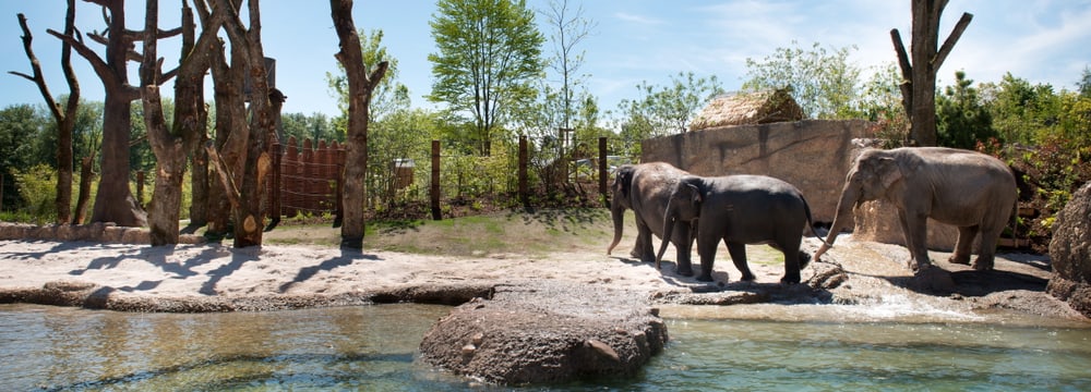 Kaeng Krachan Elefantenpark im Zoo Zürich