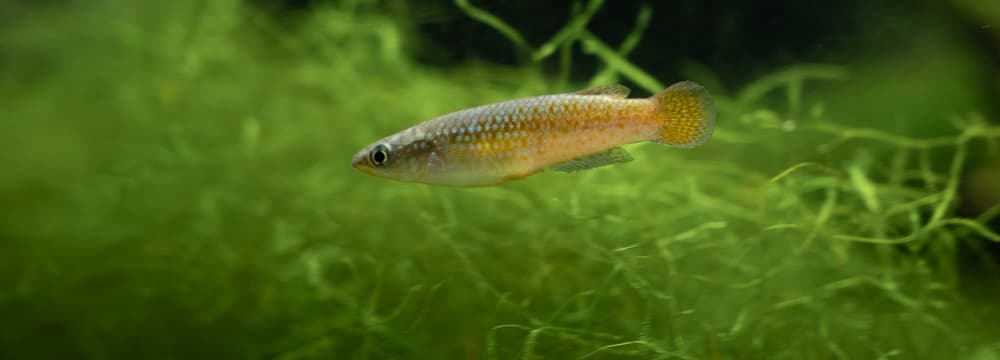 Varatraza-Madagaskar-Hechtling 