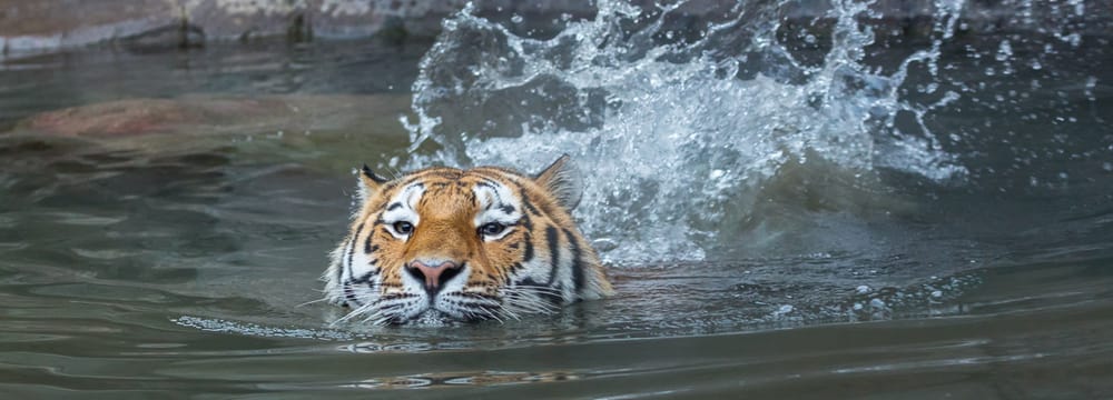 Foto: Zoo Zürich, Enzo Franchini Amurtiger im Zoo Zürich