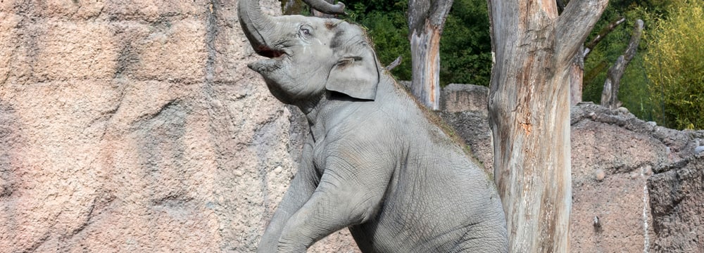 Asiatischer Elefant Omysha im Zoo Zürich.