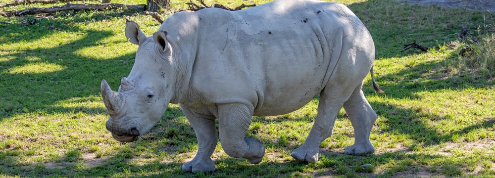 Foto: Zoo Zürich, Enzo Franchini Nashornbulle Rami in der Lewa Savanne des Zoo Zürich