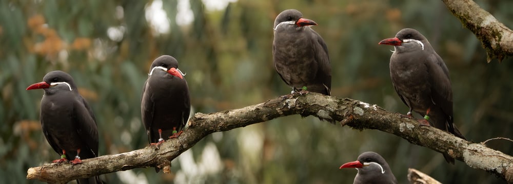 Inkaseeschwalbe im Zoo Zürich