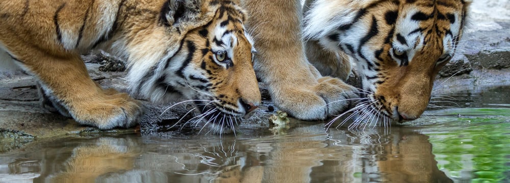 Siberian tiger at Zoo Zurich 