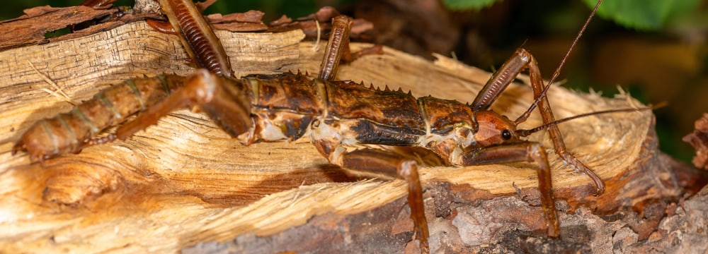 Dorngespenstschrecke im Zoo Zürich