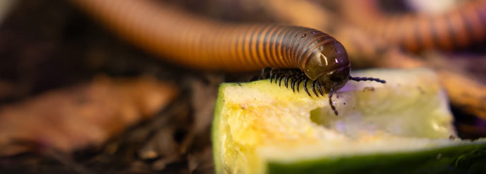 Riesentausendfüsser im Zoo Zürich