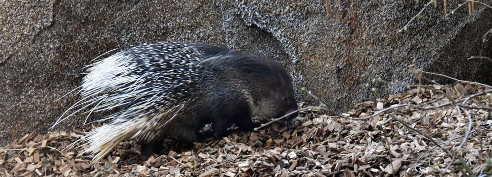 Foto: Zoo Zürich, Robert Zingg Stachelschwein Otavi im Zoo Zürich.