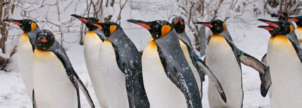 Königspinguine im Zoo Zürich.