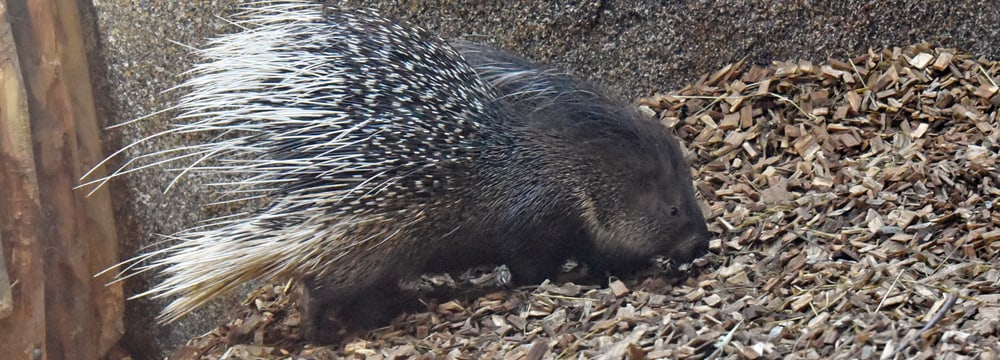 Stachelschwein Otavi im Zoo Zürich.