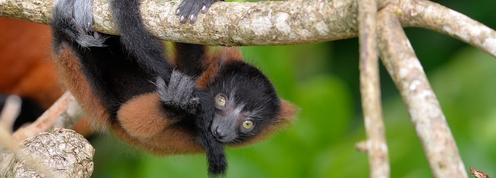 Jeune Vari roux dans la forêt tropicale Masoala au Zoo de Zurich