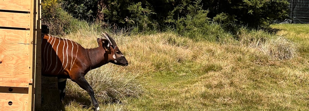 Bergbongo läuft aus Transportbox. 