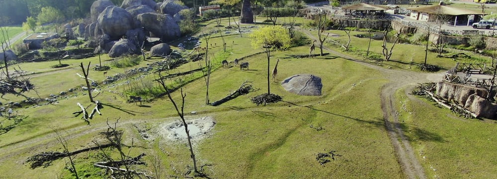 Drohnenaufnahme der Lewa Savanne im Zoo Zürich.