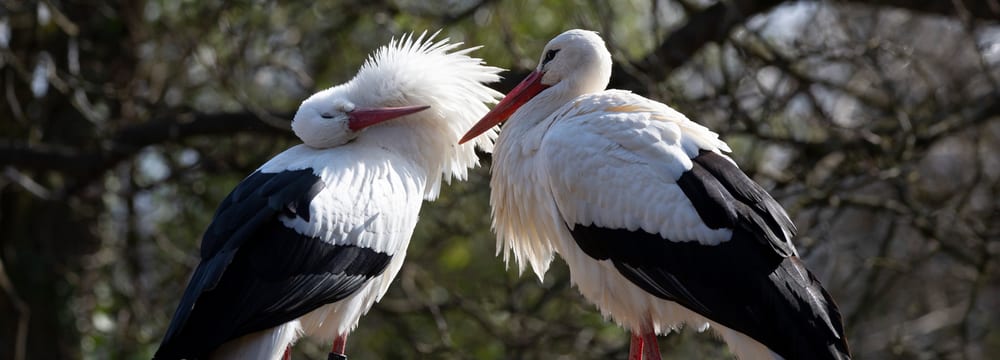 Foto: Zoo Zürich, Peter Bolliger Zwei Weissstörche bei der Balz im Zoo Zürich.