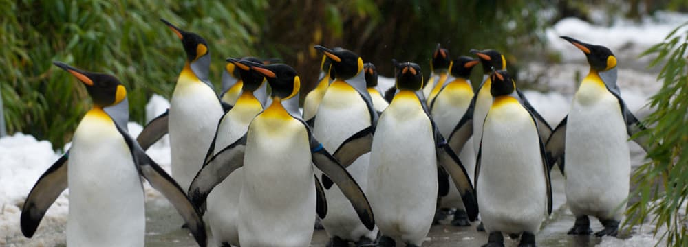 Foto: Zoo Zürich, Karsten Blum Königspinguine beim Spaziergang durch den Zoo Zürich.