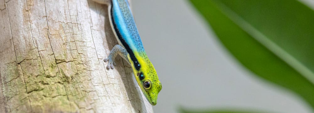 Blauer Bambus-Taggecko