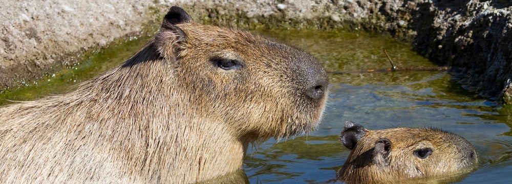 Capybara mit Jungtier im Wasser im Pantanal des Zoo Zürich.