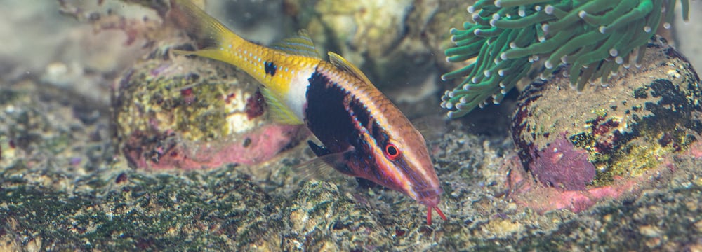 Zweifarben-Meerbarbe