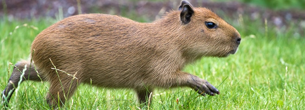 Capybara | Zoo Zürich