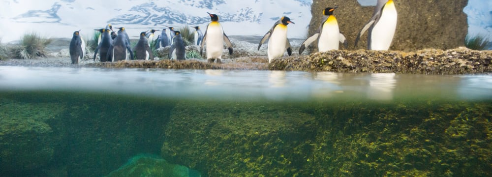 Königspinguine im Zoo Zürich.