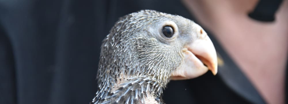 Junger Grosser Vasapapagei beim Beringen im Zoo Zürich.