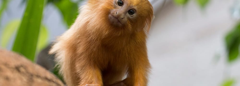 Goldgelbes Löwenäffchen im Zoo Zürich.