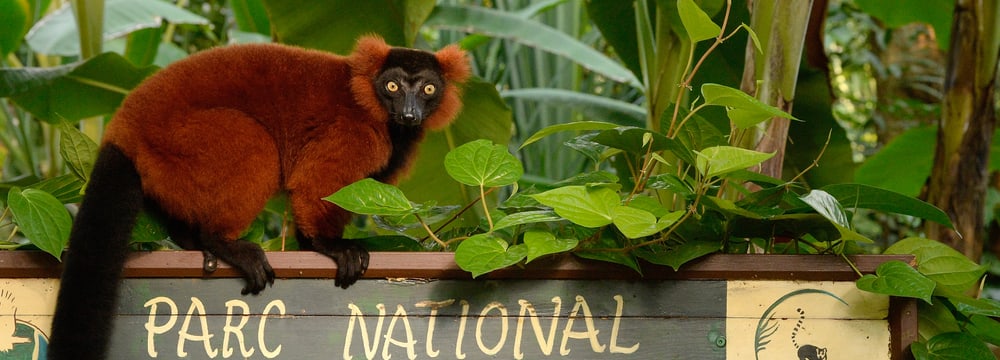 Foto: Zoo Zürich, Martin Bauert Roter Vari im Masoala Regenwald des Zoo Zürich.