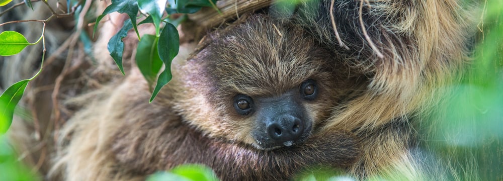 Foto: Zoo Zürich, Enzo Franchini Zweifinger-Faultier im Zoo Zürich.