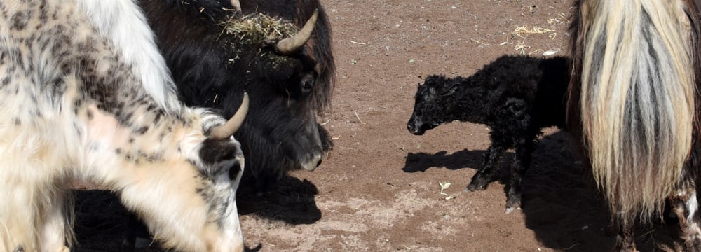 Junger Hausyak in der Mongolischen Steppe im Zoo Zürich.