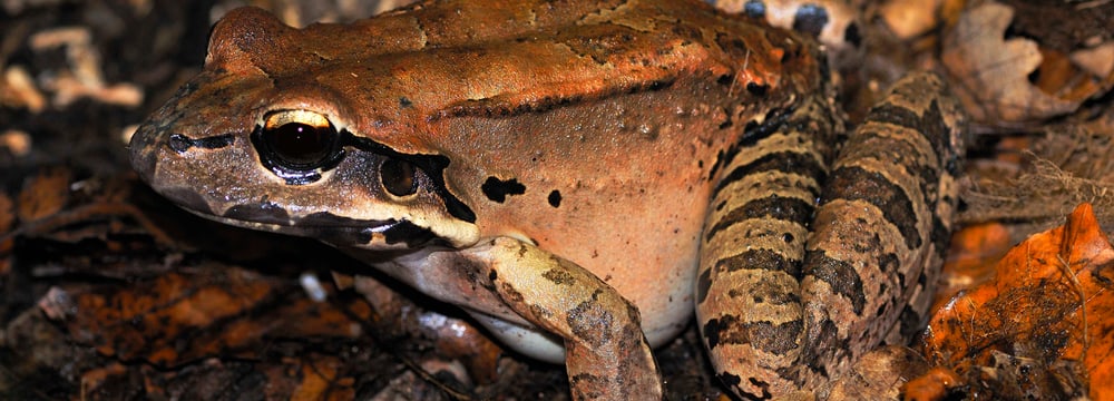 Foto: Zoo Zürich, Samuel Furrer Antillen-Ochsenfrosch im Zoo Zürich.