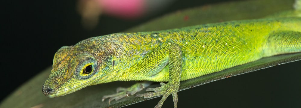 St. Vincent-Anolis im Zoo Zürich.