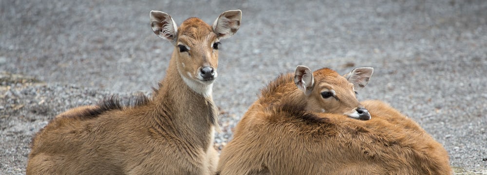 Foto: Zoo Zürich, Enzo Franchini Nilgauantilopen im Zoo Zürich
